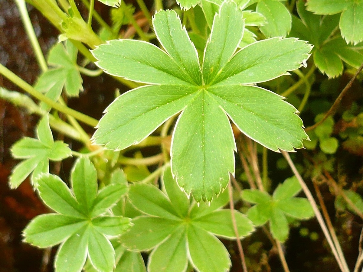 Alchemilla pallens (Rosaceae)